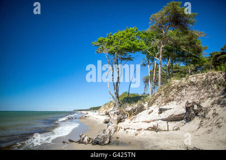 Prerow, Allemagne. 11 Juin, 2016. Vue sur la plage ouest sur la mer Baltique près de la péninsule de Fischland-Darss-Zingst Prerow, Allemagne, 11 juin 2016. La plage est accessible uniquement à pied, via location ou à l'aide d'un chariot à cheval sur les chemins forestiers. PHOTO : JENS BUETTNER/dpa/Alamy Live News Banque D'Images