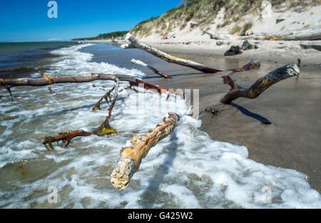 Prerow, Allemagne. 11 Juin, 2016. Vue sur la plage ouest sur la mer Baltique près de la péninsule de Fischland-Darss-Zingst Prerow, Allemagne, 11 juin 2016. La plage est accessible uniquement à pied, via location ou à l'aide d'un chariot à cheval sur les chemins forestiers. PHOTO : JENS BUETTNER/dpa/Alamy Live News Banque D'Images