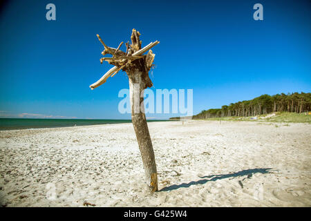 Prerow, Allemagne. 11 Juin, 2016. Vue sur la plage ouest sur la mer Baltique près de la péninsule de Fischland-Darss-Zingst Prerow, Allemagne, 11 juin 2016. La plage est accessible uniquement à pied, via location ou à l'aide d'un chariot à cheval sur les chemins forestiers. PHOTO : JENS BUETTNER/dpa/Alamy Live News Banque D'Images