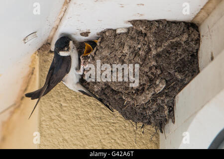 Tywyn, Pays de Galles, Royaume-Uni. 18 juin 2016. Une maison Martin retourne à son nid pour se nourrir c'est les poussins. Chambre Martins sont en baisse et sont sur la liste 'Amber' de 'l'objet de mesures de conservation des oiseaux'. Le British Trust for Ornithology effectuent un relevé des nids. Vous pouvez prendre part à l'www.BTO.org Crédit : Jon Freeman/Alamy Live News Banque D'Images