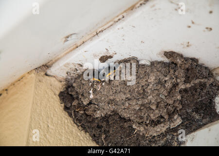 Tywyn, Pays de Galles, Royaume-Uni. 18 juin 2016. Une maison Martin retourne à son nid pour se nourrir c'est les poussins. Chambre Martins sont en baisse et sont sur la liste 'Amber' de 'l'objet de mesures de conservation des oiseaux'. Le British Trust for Ornithology effectuent un relevé des nids. Vous pouvez prendre part à l'www.BTO.org Crédit : Jon Freeman/Alamy Live News Banque D'Images