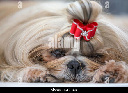 Erfurt, Allemagne. 18 Juin, 2016. Un Shih Tzu doses à l'expo à Erfurt, Allemagne, 18 juin 2016. Les chiens de races 3 780 240 Soins en compétition pour le titre national à la 9e et la 14e Pedigree International Dog Show tandis que 230 animaux de 70 exposants sont présentés à la 5e exposition internationale de pedigree. Dog groomers provenant d'Europe sont également en compétition pour les trophées et les prix en argent. Photo : MICHAEL REICHEL/dpa/Alamy Live News Banque D'Images