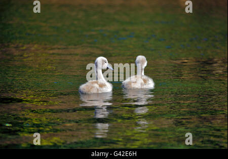 Greenock, Scotland, UK. 18 Juin, 2016. Météo France : Paire de cygnets sur la rivière Clyde appréciant les températures chaudes et le soleil Crédit : PictureScotland/Alamy Live News Banque D'Images