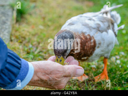 Homme tenant sa main pour nourrir un mâle Canard colvert (Anas platyrhynchos) au Royaume-Uni. Banque D'Images