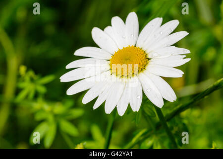 Leucanthemum vulgare (Oxeye Daisy) en été en croissance au Royaume-Uni. Banque D'Images