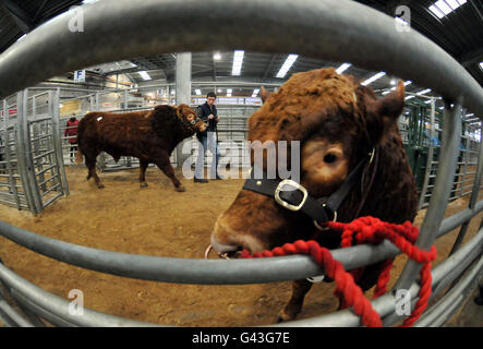 Les taureaux avant qu'ils entrent dans la salle des enchères à la Perth Bull sale tenue à United Auctions à Stirling. APPUYEZ SUR ASSOCIATION photo. Date de la photo: Mercredi 9 février 2011. La célèbre Perth Bull Sales, créée en 1865, attire des milliers de visiteurs du pays et de l'étranger et fait partie intégrante du calendrier agricole. Les principales races de pedigree sont Aberdeen Angus, Beef Shorthorn, Charolais, Simmental, Limousin, British Blue, Blonde d'Aquitaine et Salers. Le crédit photo devrait se lire comme suit : Andrew Milligan/PA Wire Banque D'Images