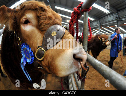 Les taureaux avant qu'ils entrent dans la salle des enchères à la Perth Bull sale tenue à United Auctions à Stirling. APPUYEZ SUR ASSOCIATION photo. Date de la photo: Mercredi 9 février 2011. La célèbre Perth Bull Sales, créée en 1865, attire des milliers de visiteurs du pays et de l'étranger et fait partie intégrante du calendrier agricole. Les principales races de pedigree sont Aberdeen Angus, Beef Shorthorn, Charolais, Simmental, Limousin, British Blue, Blonde d'Aquitaine et Salers. Le crédit photo devrait se lire comme suit : Andrew Milligan/PA Wire Banque D'Images