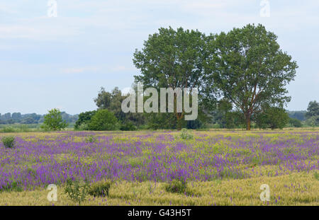 Beau paysage rural avec les fleurs violettes Banque D'Images