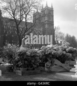 Angela Bailey, âgée de 7 ans, admirant les fleurs près de l'abbaye de Westminster, alors que les travaux commençaient à accélérer la préparation des décorations le long de la route de la procession pour le mariage de la princesse Margaret et d'Antony Armstrong-Jones. Banque D'Images