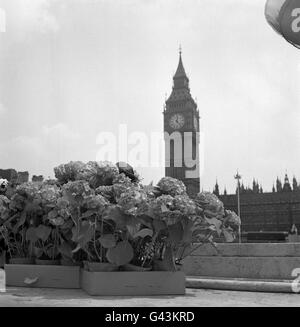 Fleurs sur la place du Parlement, alors que les travaux commençaient à accélérer la préparation des décorations le long de la voie de la procession pour le mariage de la princesse Margaret et d'Antony Armstrong-Jones. Banque D'Images