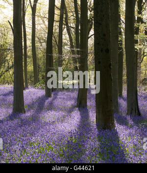 Un tapis de jacinthes des bois à Micheldever dans le Hampshire. Banque D'Images