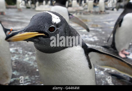 Manchots gentoo au début de la saison de reproduction annuelle au zoo d'Édimbourg. Les gardiens de zoo ont placé des anneaux de nid dans l'enceinte du Penguin Gentoo au début de la saison de reproduction annuelle des pingouins. Les oiseaux retournent aux mêmes nids qu'ils ont utilisés les années précédentes et se coupent habituellement avec le même partenaire. Banque D'Images