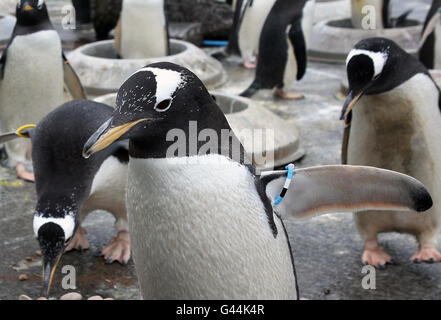 Manchots gentoo au début de la saison de reproduction annuelle au zoo d'Édimbourg. Les gardiens de zoo ont placé des anneaux de nid dans l'enceinte du Penguin Gentoo au début de la saison de reproduction annuelle des pingouins. Les oiseaux retournent aux mêmes nids qu'ils ont utilisés les années précédentes et se coupent habituellement avec le même partenaire. Banque D'Images