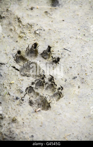 Image en couleur d'un chien paw mentions légales dans la boue. Banque D'Images