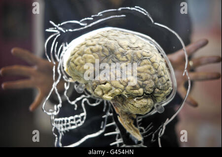 Un véritable cerveau humain suspendu en liquide avec un squelette à l'échelle, un système nerveux central et une silhouette humaine sculptés en acrylique, à l'intérieur de l'attraction scientifique @Bristol en tant que partie nouvelle exposition intitulée « All About US », qui sera ouverte au public le vendredi 11 mars. Banque D'Images