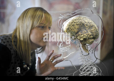 Kerrie Grist, de @Bristol science attraction, inspecte un vrai cerveau humain suspendu dans liquide avec un squelette à l'échelle, le système nerveux central et la silhouette humaine sculptée dans l'acrylique, alors que la nouvelle exposition intitulée "tout sur nous" se prépare à ouvrir au public le vendredi 11 mars. Banque D'Images