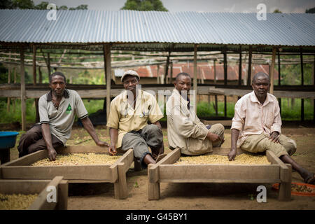 Les grains de café sont triés et séché sur lits de séchage par les agriculteurs à la coopérative à Kasese District, en Ouganda. Banque D'Images