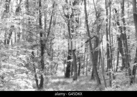 Le noir et blanc Forêt brumeuse Banque D'Images