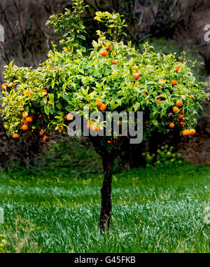 Jeune arbre orange avec des fruits mûrs Banque D'Images