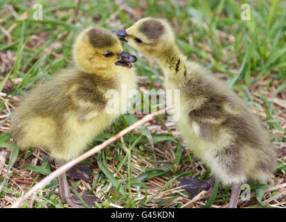 Belle photo de l'isolé baisers chicks Banque D'Images