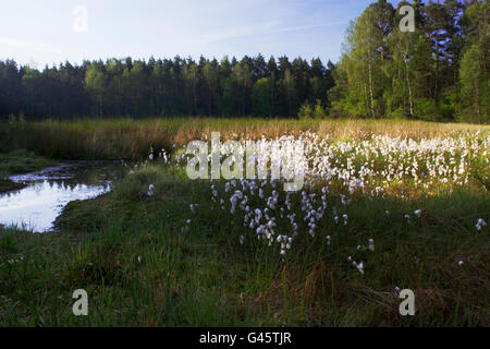 La floraison des graminées en coton à un marais au printemps - bavière/Allemagne Banque D'Images