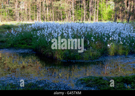 La floraison des graminées en coton à un marais au printemps - bavière/Allemagne Banque D'Images