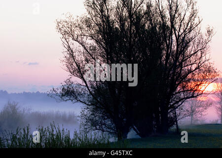 Lever du soleil à la rivière Woernitz dans le brouillard - Région Hesselberg, bavière/Allemagne Banque D'Images