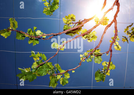 Belle vigne raisin frais sur fond de ciel bleu clair et ensoleillé, le vignoble dans la campagne, la production de vin Banque D'Images