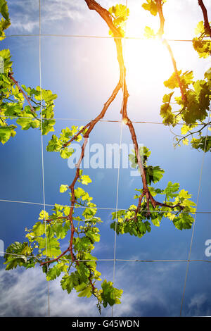 Belle vigne raisin frais sur fond de ciel bleu et ensoleillé, le vignoble dans la campagne, la production de vin Banque D'Images