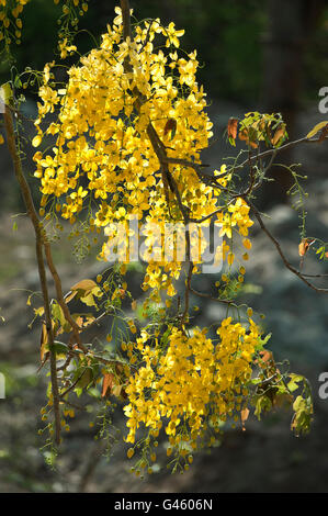 L'image de Amaltas ( Cassia fistula ) Fleurs de douche d'or arbre dans Tadoba, Inde Banque D'Images