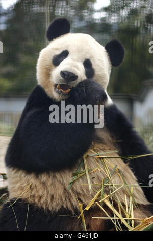 Le géant mâle Panda Yang Guang mange du bambou dans son enceinte au centre Bifengxia Panda près de la ville de ya'an dans la province du Sichuan, en Chine. Banque D'Images