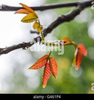 Feuilles de noyer poussant dans la lumière du printemps Banque D'Images