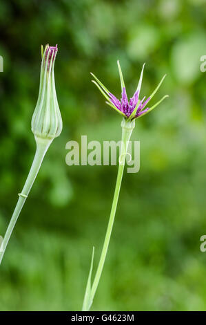 Paire de fleurs de salsifis (Tragopogon porrifolius), l'un est ouvert et l'autre est fermé Banque D'Images