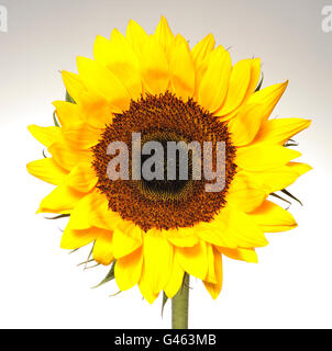 Close up detail du visage de tournesol sur fond blanc Banque D'Images