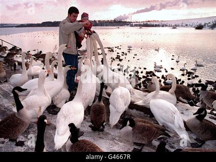 Commençant à mordre, les cygnes, oies et canards affamés sont nourris à Fairburn ings, dans le North Yorkshire Today (Ven) après des jours de températures inférieures à zéro qui ont laissé l'eau sur laquelle ils vivent normalement presque totalement congelés. Voir PA Story TEMPS froid. Photo de John Giles/PA. Banque D'Images