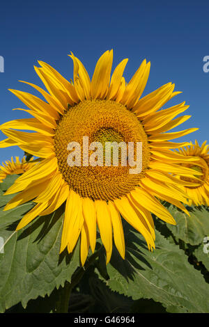 L'Helianthus annuus. Champ de tournesols province de Cordoue, Andalousie, Espagne, Europe Banque D'Images