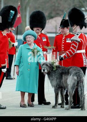 La Reine mère remet un spray de shamrock à Cuchlain, le chien-loup irlandais qui est la mascotte du régiment irlandais, pendant le défilé de la Saint-Patrick dans leur caserne de Pirbright, Surrey, cet après-midi (lundi). Banque D'Images