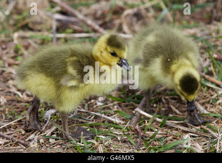 Belle photo avec deux oisillons de bernaches du Canada de l'aller quelque part Banque D'Images