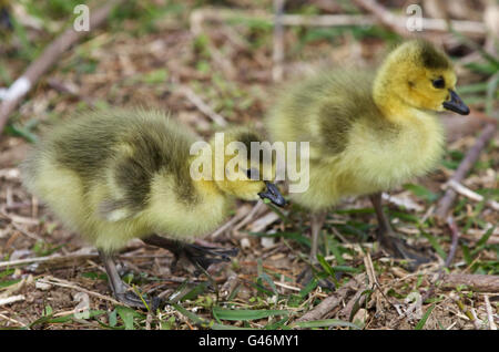 Belle isolé photo avec deux oisillons de bernaches du Canada le Banque D'Images