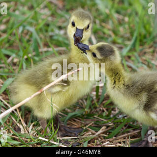 Drôle belle isolé photo de deux jeunes poussins de la bernache du Canada dans l'amour Banque D'Images