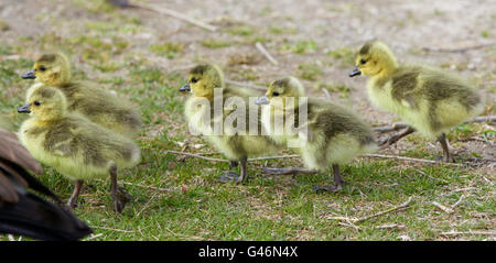 Belle photo de l'entreprise de cinq poussins mignon de la bernache du Canada Banque D'Images