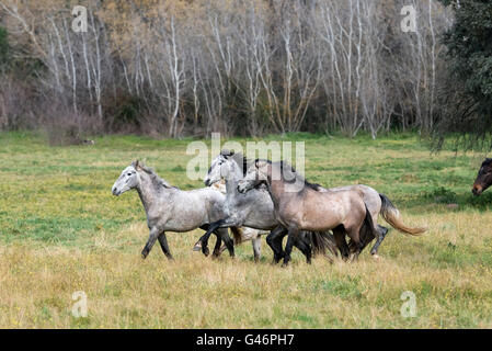 Groupe de jeunes étalon espagnol en Espagne Banque D'Images