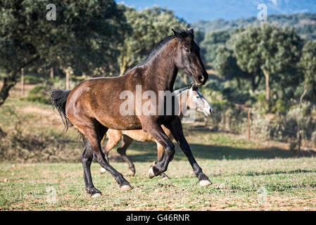 Groupe de jument espagnol en Espagne Banque D'Images