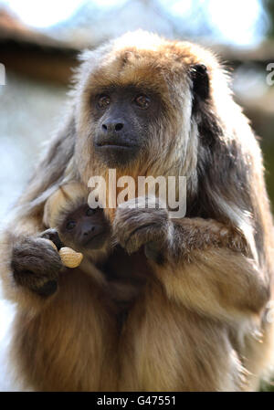 Tolkien, un singe hurleur presque aveugle, berce son nouveau bébé sans nom au parc zoologique de Port Lympne dans le Kent, car les vétérinaires spécialisés ne peuvent pas trouver des lentilles assez petites pour ses petits yeux après avoir enlevé les cataractes. Banque D'Images