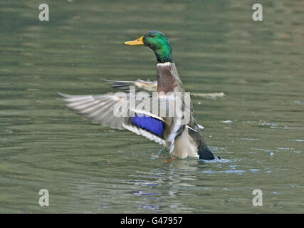 Les ailes battantes, Mallard Drake Banque D'Images