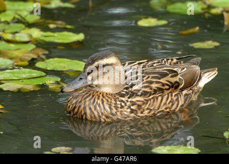 Mallard femelle chez les lis d'eau bordée de natation Banque D'Images