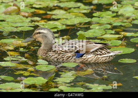 Canard colvert natation parmi les franges, Water Lily Banque D'Images