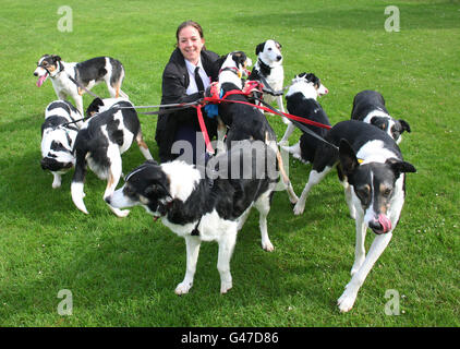 Chiots réunis Banque D'Images