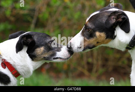 Deux des 10 chiots de Collie se saluent au refuge pour animaux de la RSPCA à Patcham, dans l'est du Sussex, où ils ont été emmenés après avoir été secourus en 2008 à partir de deux valises trouvées dans un placard sous escalier dans une maison à Sussex. Banque D'Images