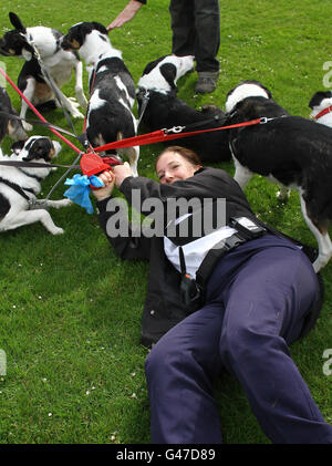 Rachel Bell, inspecteur de la RSPCA, s'accroche sur 7 chiots Collie au refuge pour animaux de la RSPCA à Patcham, dans l'est du Sussex, qu'elle a secouru en 2008 de deux valises trouvées dans un placard sous escalier dans une maison à Sussex. Banque D'Images